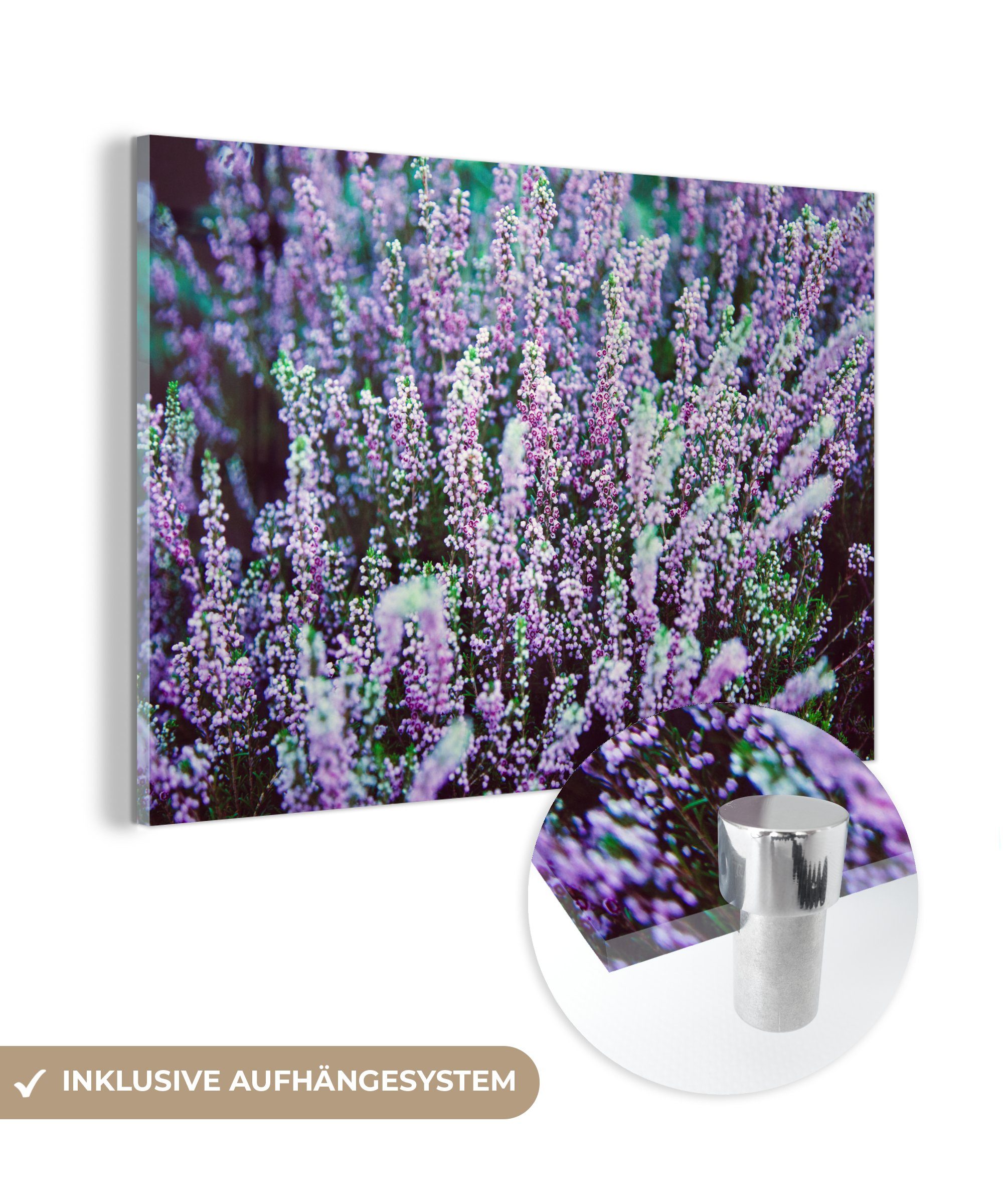 MuchoWow Acrylglasbild Heidekraut - Blumen - Lila, (1 St), Acrylglasbilder Wohnzimmer & Schlafzimmer