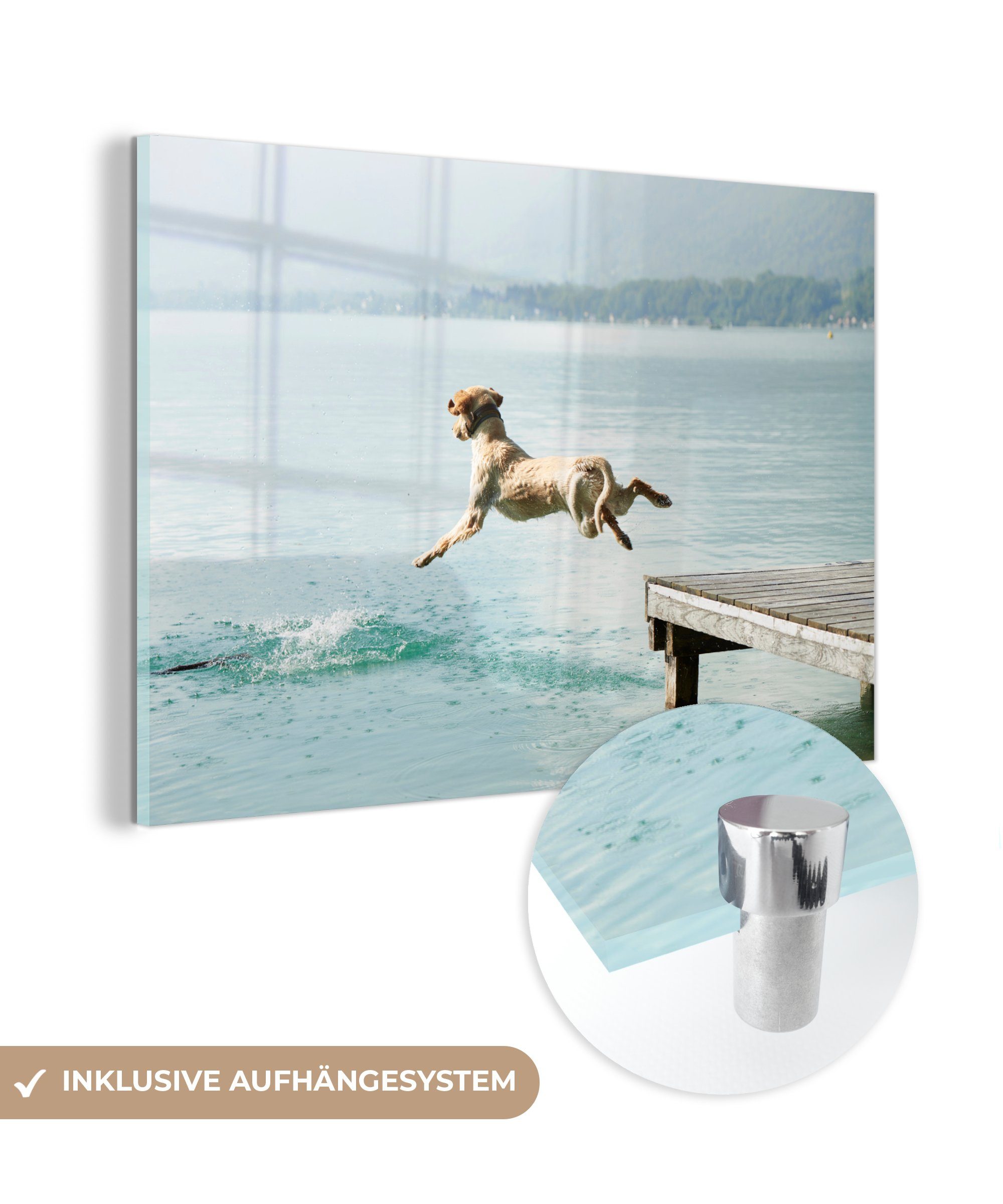 MuchoWow Acrylglasbild Komischer Hund, der ins Wasser springt, (1 St), Acrylglasbilder Wohnzimmer & Schlafzimmer