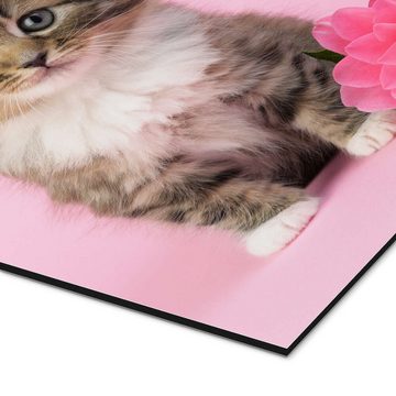 Posterlounge Alu-Dibond-Druck Greg Cuddiford, Katze mit rosa Blume, Fotografie