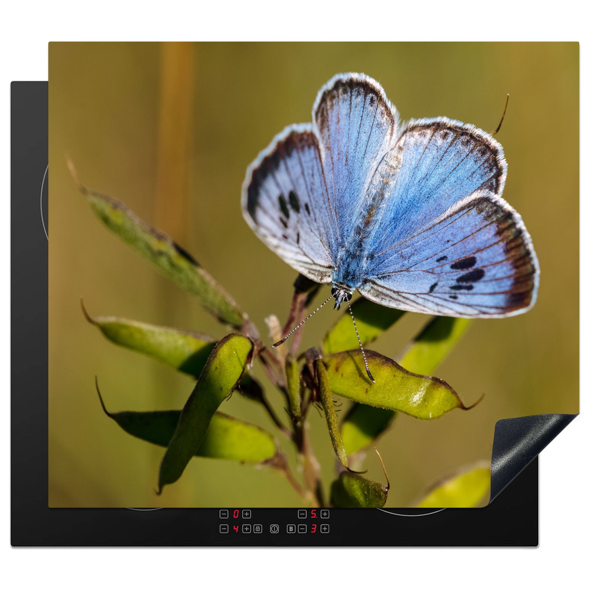 Tigerblauer Ceranfeldabdeckung Schmetterling grünen Herdblende-/Abdeckplatte cm, Arbeitsfläche auf Mobile tlg), Vinyl, (1 60x52 Blättern, nutzbar, MuchoWow