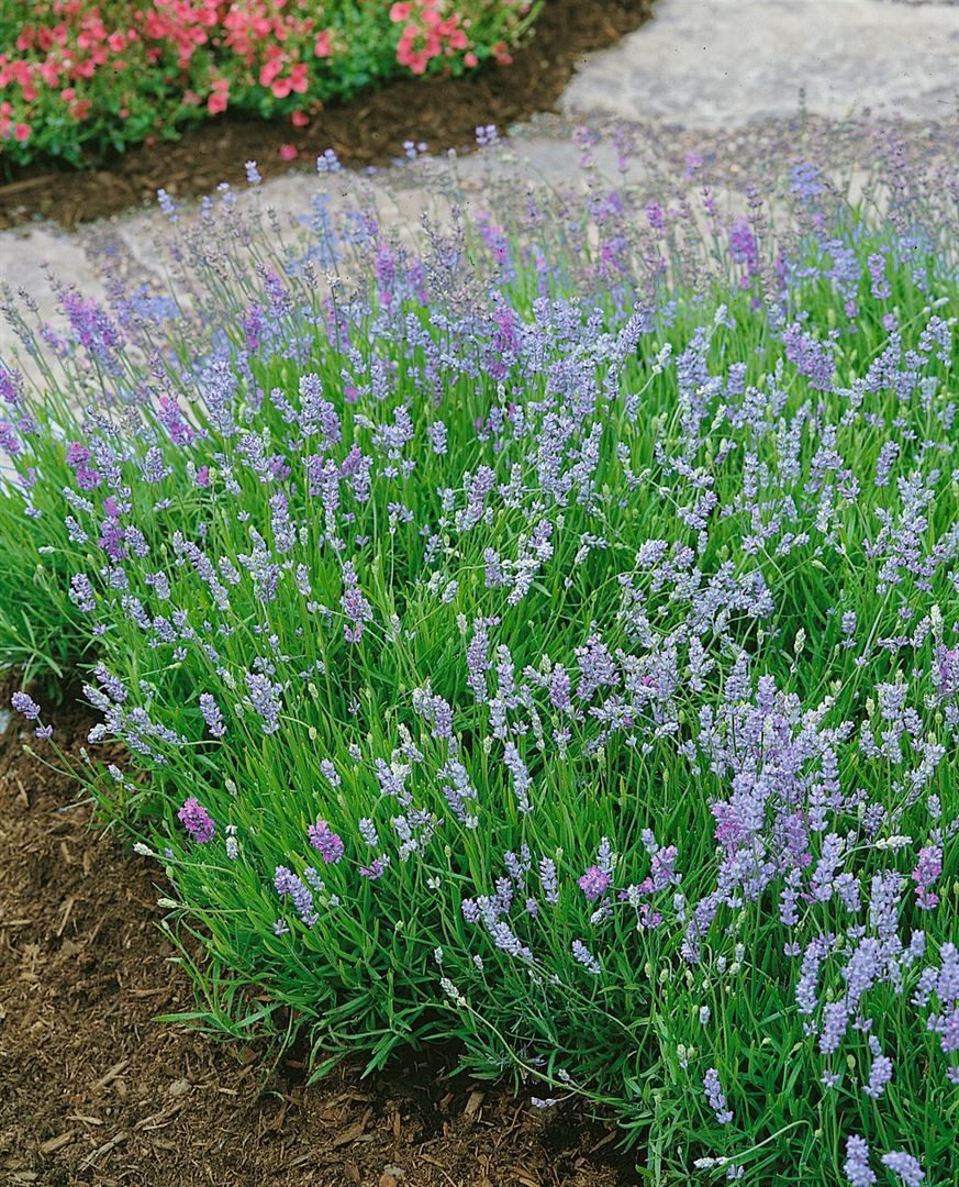 Pflanzen für Dich Staude Lavandula ang. Blue Cushion, 1 St., Lavendel, Echter Lavendel