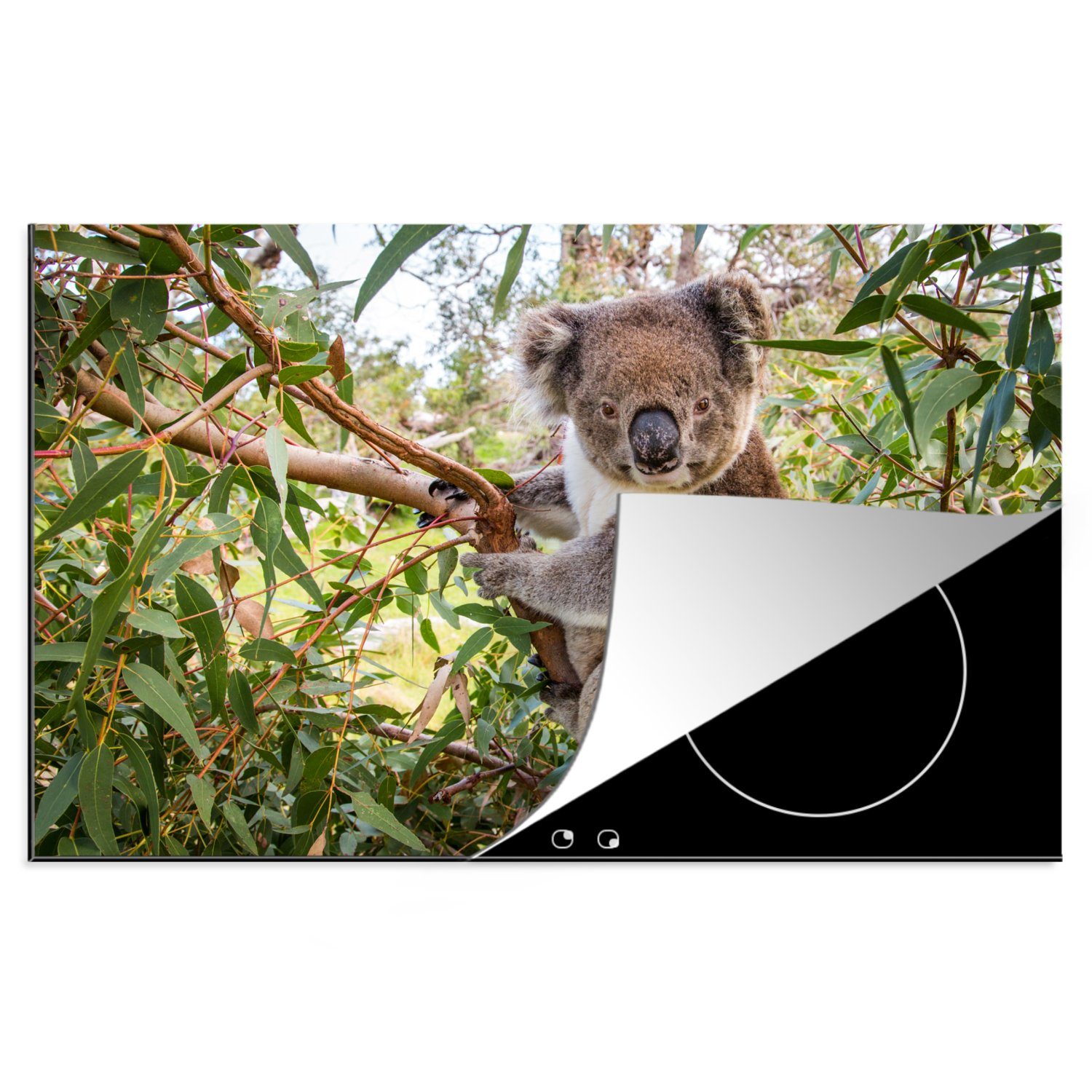 MuchoWow Herdblende-/Abdeckplatte Koala - Baum - Blätter - Kinder - Jungen - Mädchen, Vinyl, (1 tlg), 81x52 cm, Induktionskochfeld Schutz für die küche, Ceranfeldabdeckung