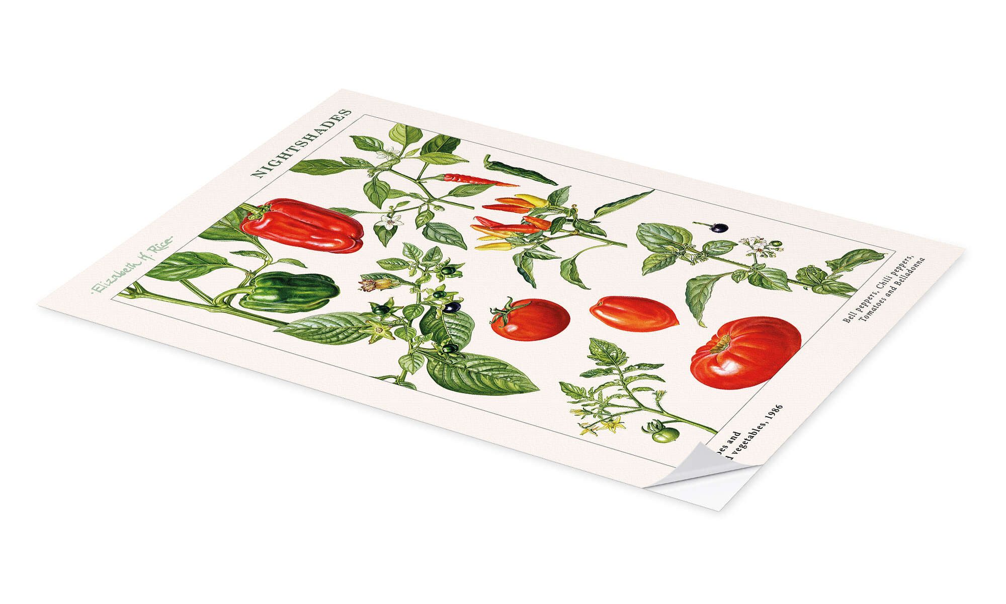 Posterlounge Wandbild Tomaten und andere Nachtschattengewächse, 1986, Elizabeth Rice, erhältlich als Poster, Leinwandbild, Wandsticker oder Acrylglasbild