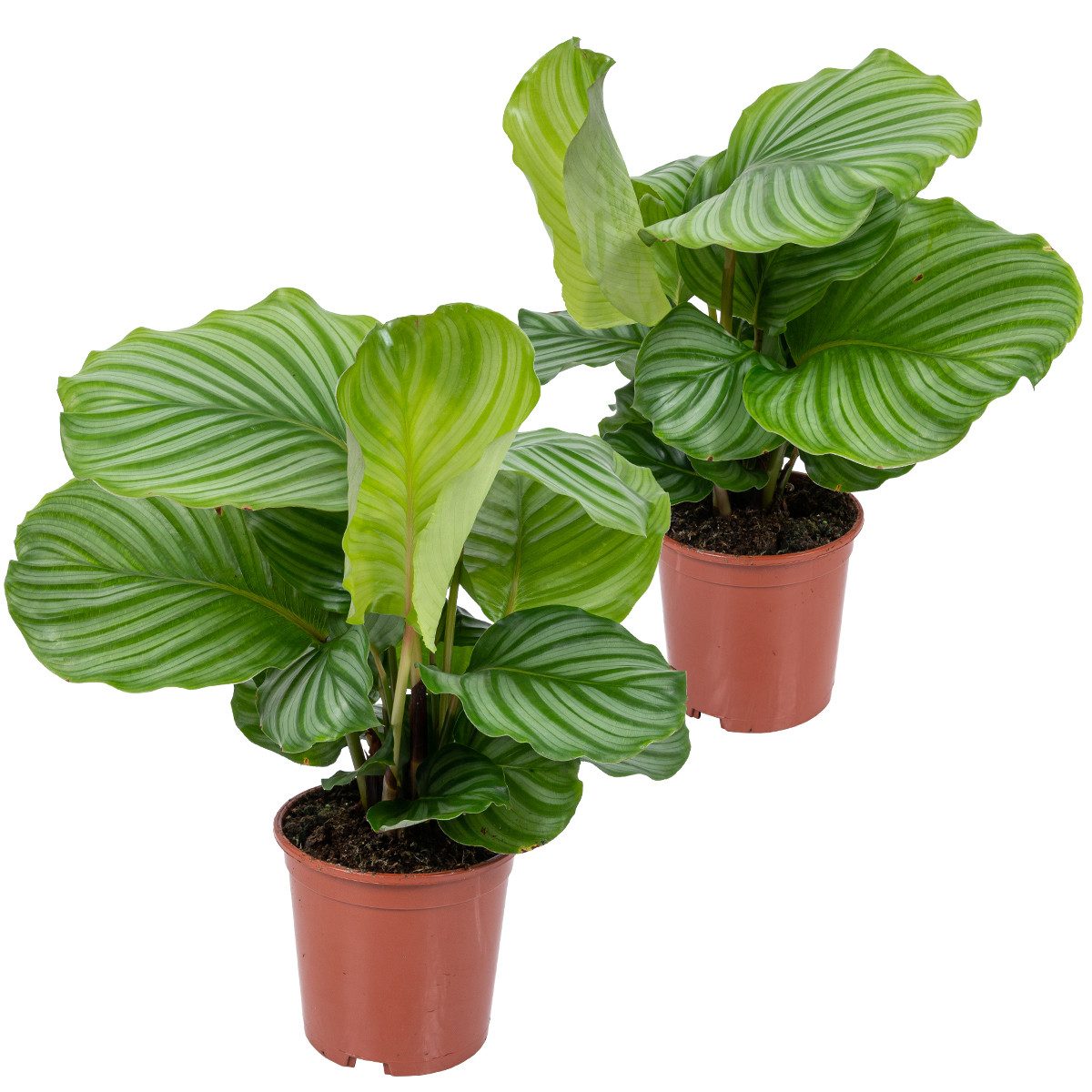 Bloomique Zimmerpflanze 2er Set - Calathea Orbifolia - Korbmarante -Zimmerpflanzen - Pflegelei, 2 St.