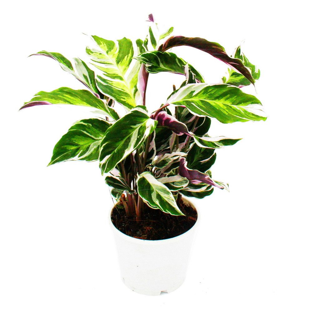 Exotenherz Zimmerpflanze Schattenpflanze Calathea Fusion White 14cm Topf ca. 40cm hoch