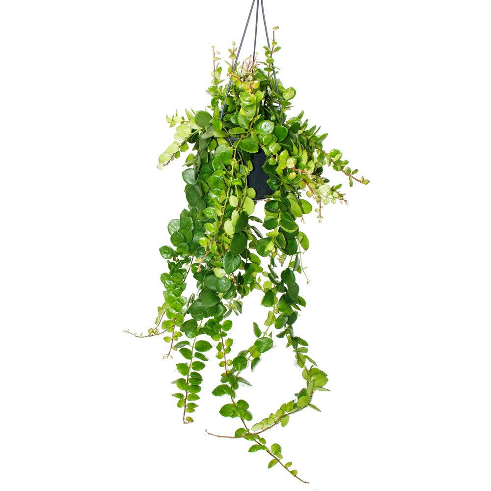 Exotenherz Zimmerpflanze Lippenstiftpflanze Aeschynanthus Pink Polka hängen günstig online kaufen