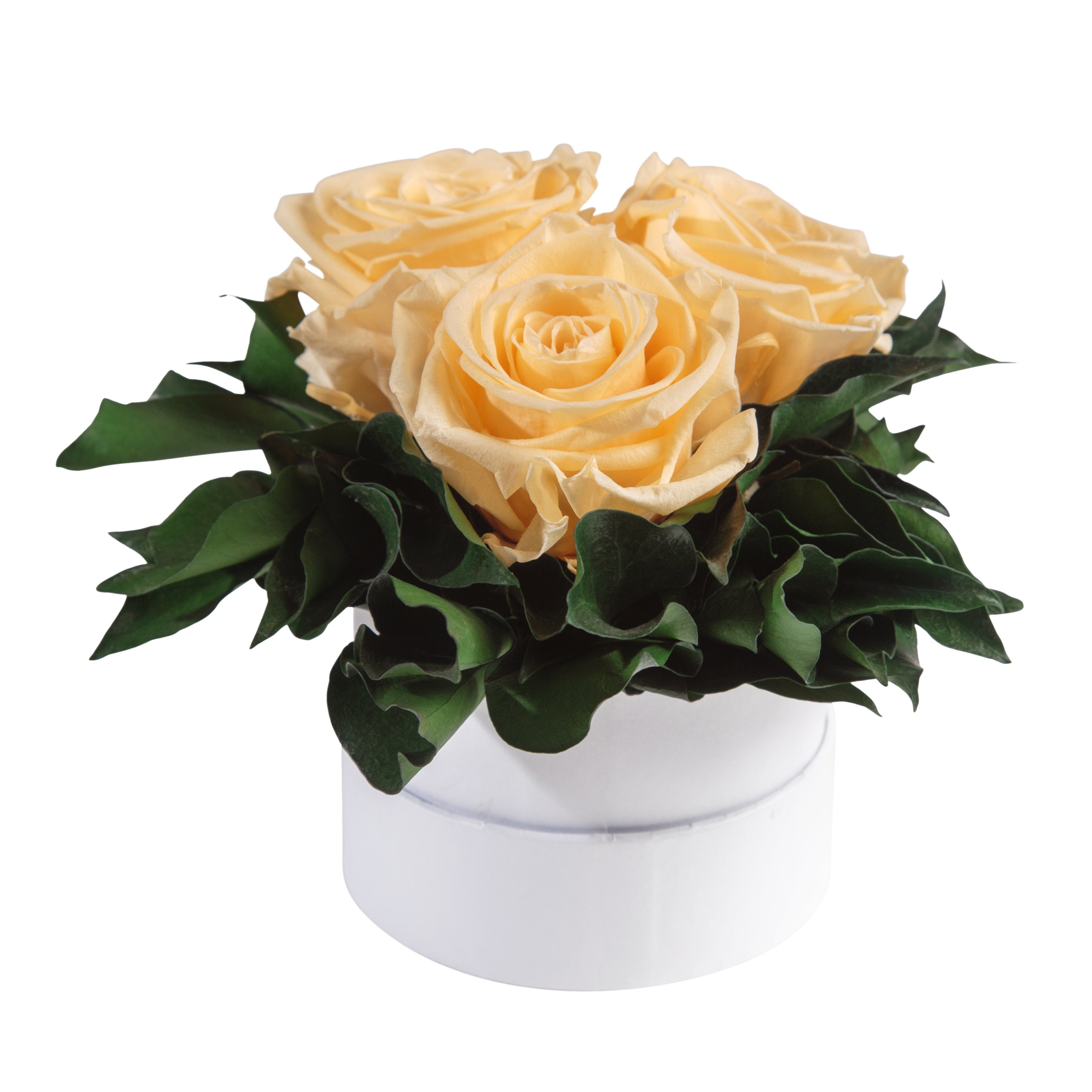 Kunstblume Infinity Rosenbox weiß rund Beige Sie echte ROSEMARIE Rosen für 3 Höhe Rose, konserviert Heidelberg, cm, SCHULZ Rosen 10 Geschenk