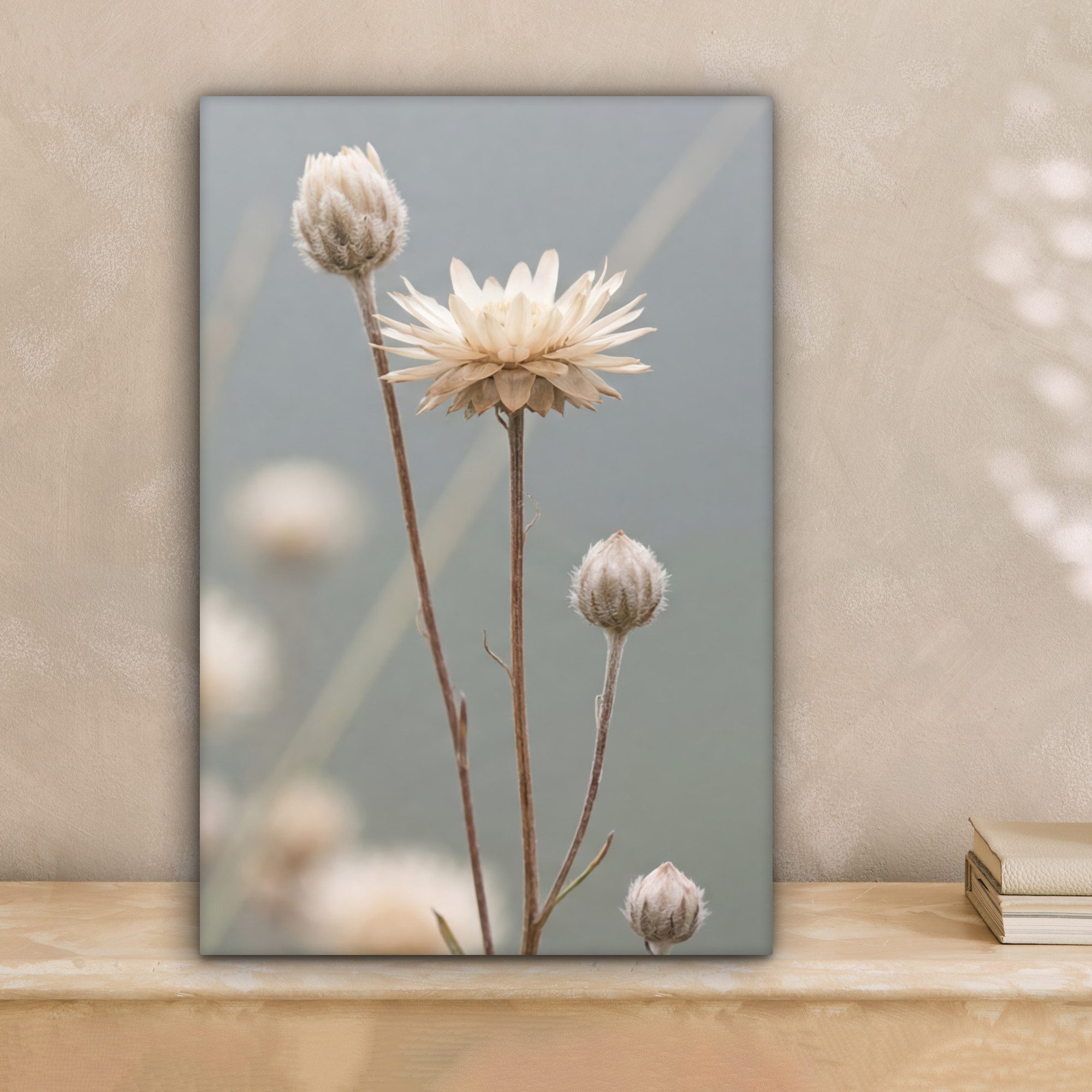 OneMillionCanvasses® Leinwandbild Strohblumen - Weiß - Tageslicht, Fotodruck (1 St), Leinwand Canvas Wandbild, Wanddekoration 20x30 cm