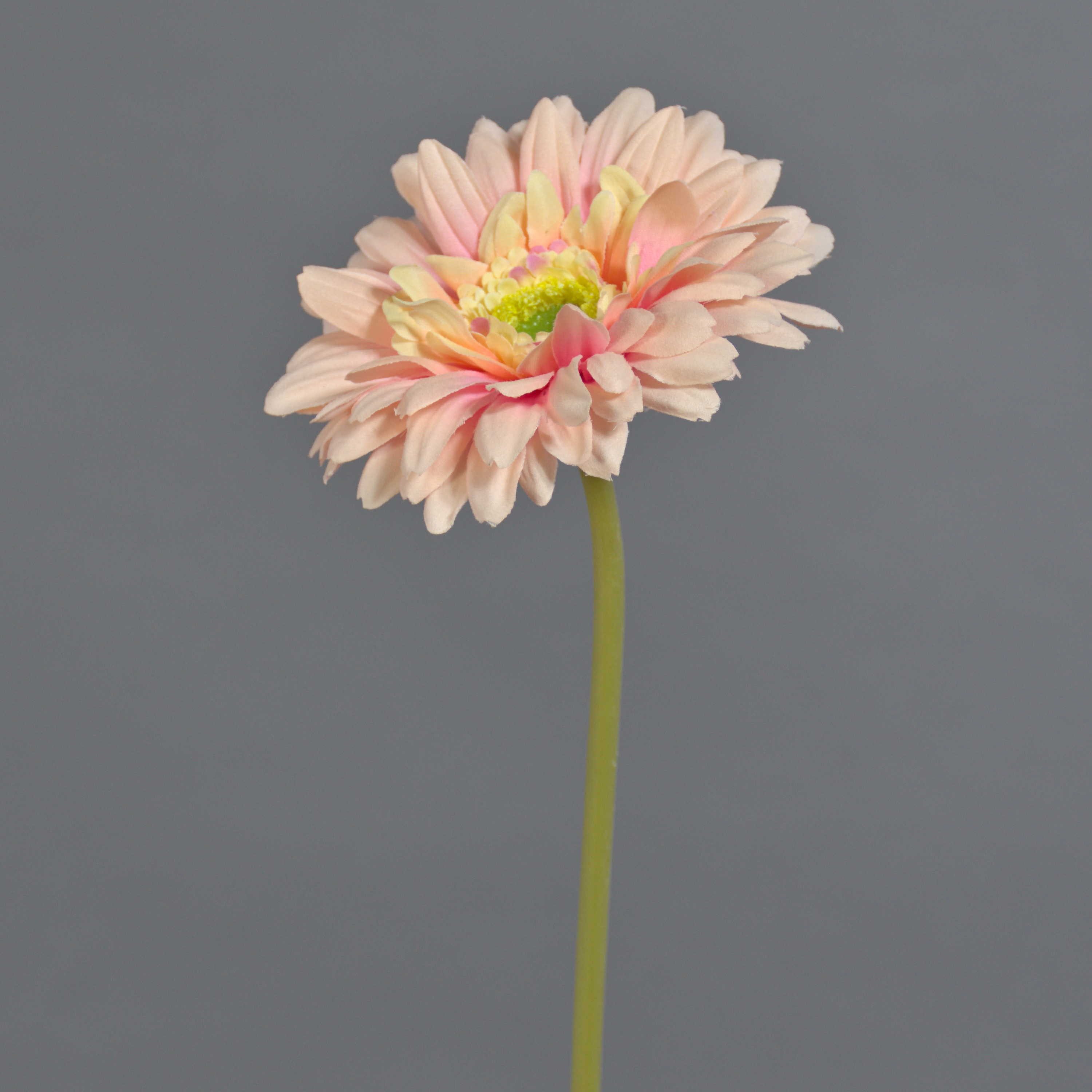 Kunstblume Künstliche Blume Gerbera QIUDONG, pfirsich-rosa, 50 cm Gerbera, artplants, Höhe 50.0 cm