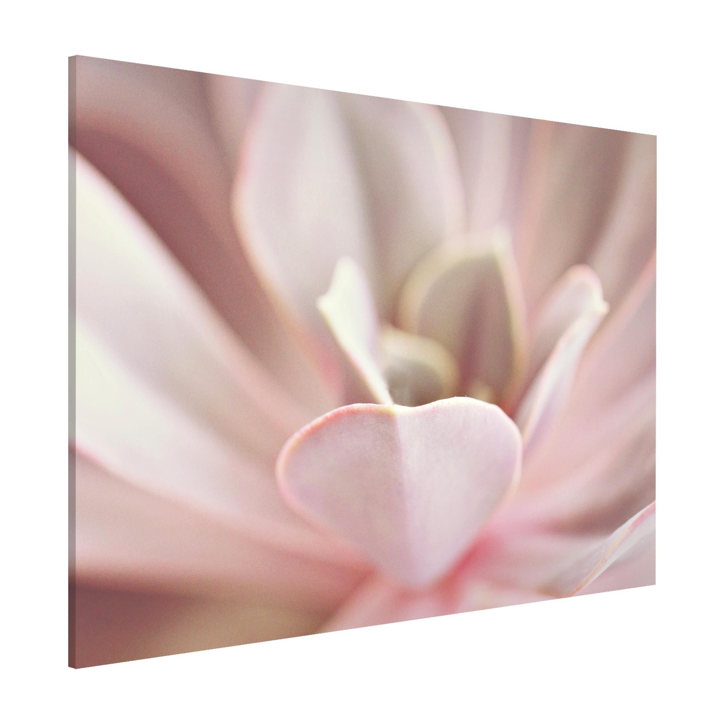 Bilderdepot24 Magnettafel Küche rosa Rosane Sukkulentenblüte, (1-tlg., Magnetboard Pinnwand für die Wand - metallische Tafel für Magnete), Magnetwand groß mit Motiv Büro Memoboard magnetisch Querformat