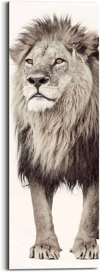Reinders! Wandbild Wandbild Löwe König des Dschungels - Raubtier - Kräftig,  Löwen (1 St)