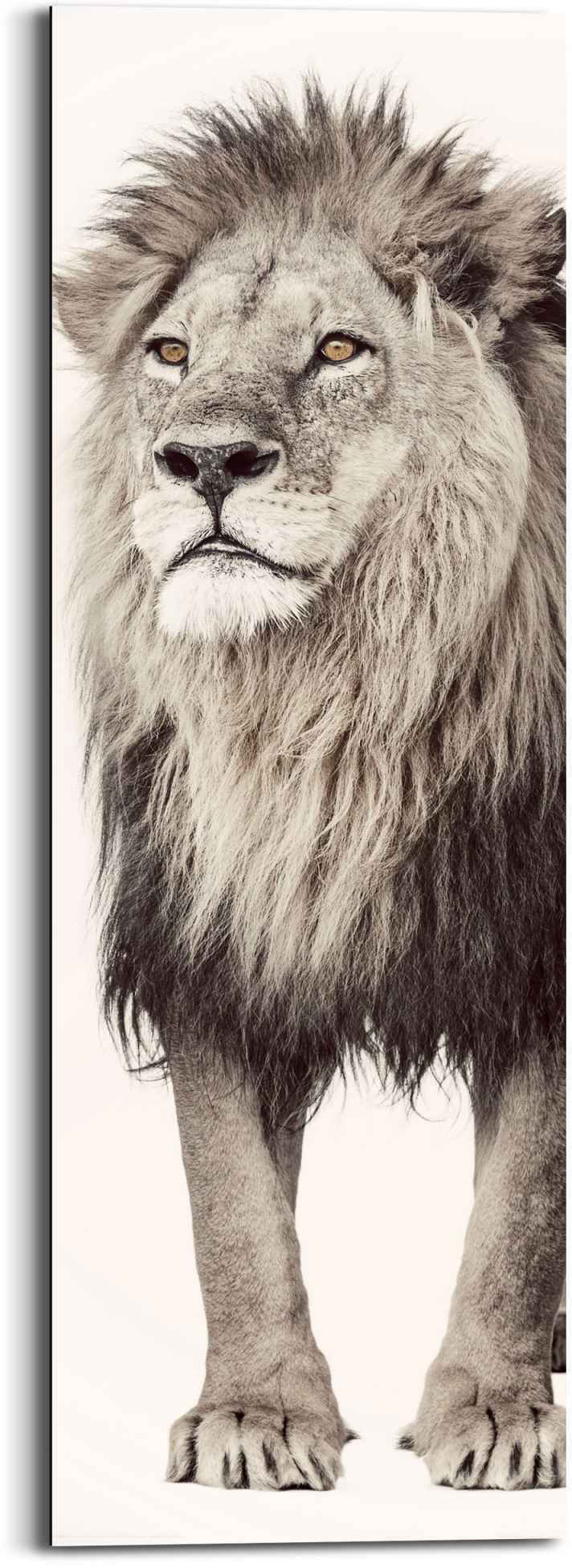 Reinders! Wandbild »Wandbild Löwe König des Dschungels - Raubtier - Kräftig«, Löwen (1 St)