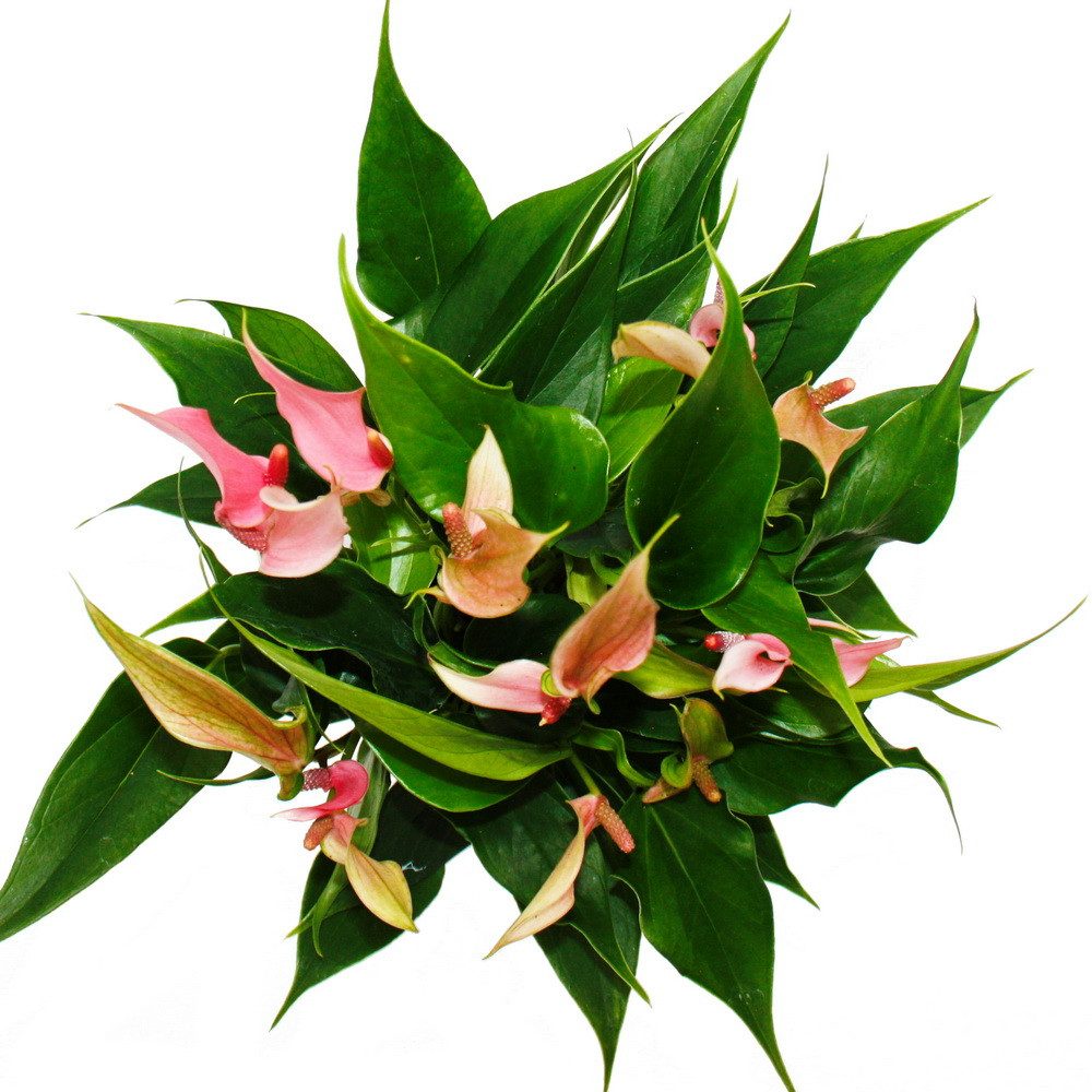 Exotenherz Zimmerpflanze Flamingoblume Anthurium andreanum Anthurie 12cm To günstig online kaufen