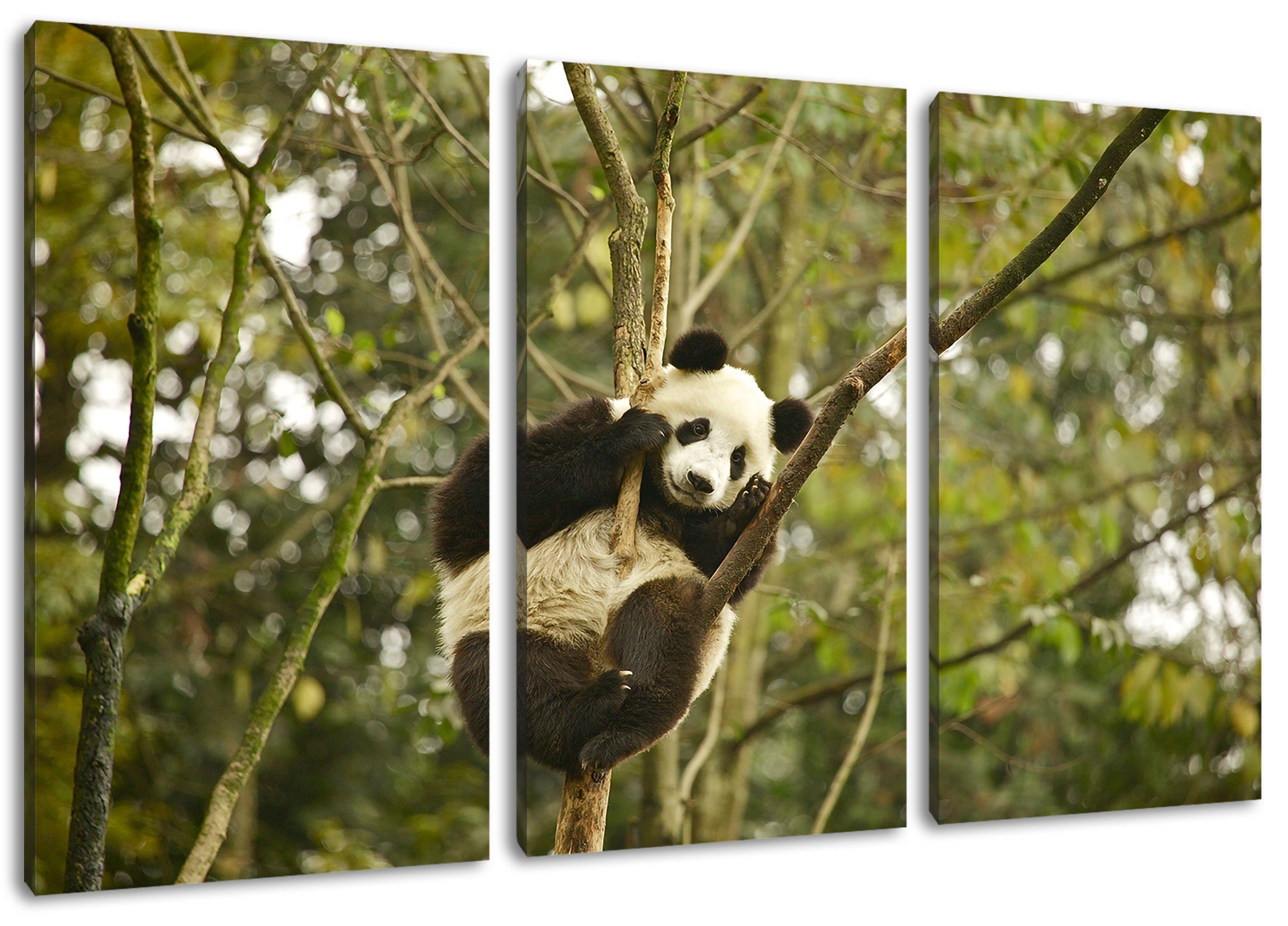 Pixxprint Leinwandbild bespannt, 3Teiler St), Zackenaufhänger auf Baum niedlicher (1 inkl. auf Pandabär Baum, Pandabär fertig (120x80cm) niedlicher Leinwandbild