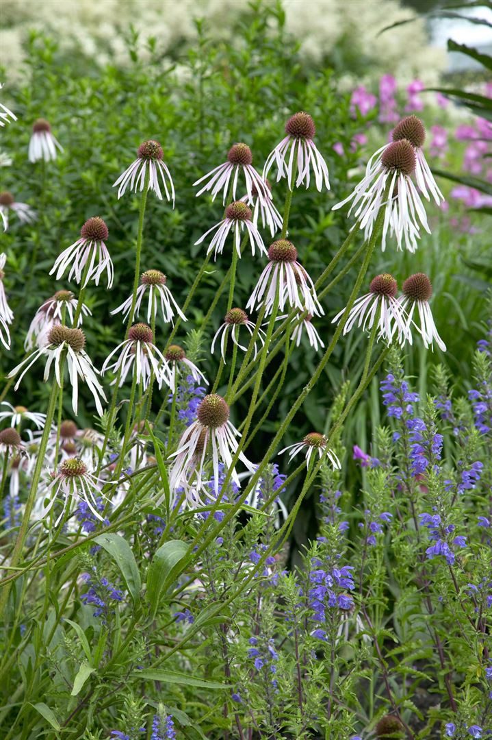 Pflanzen für Dich Staude Echinacea pall. Hula Dancer, 1 St., Blasser Sonnenhut