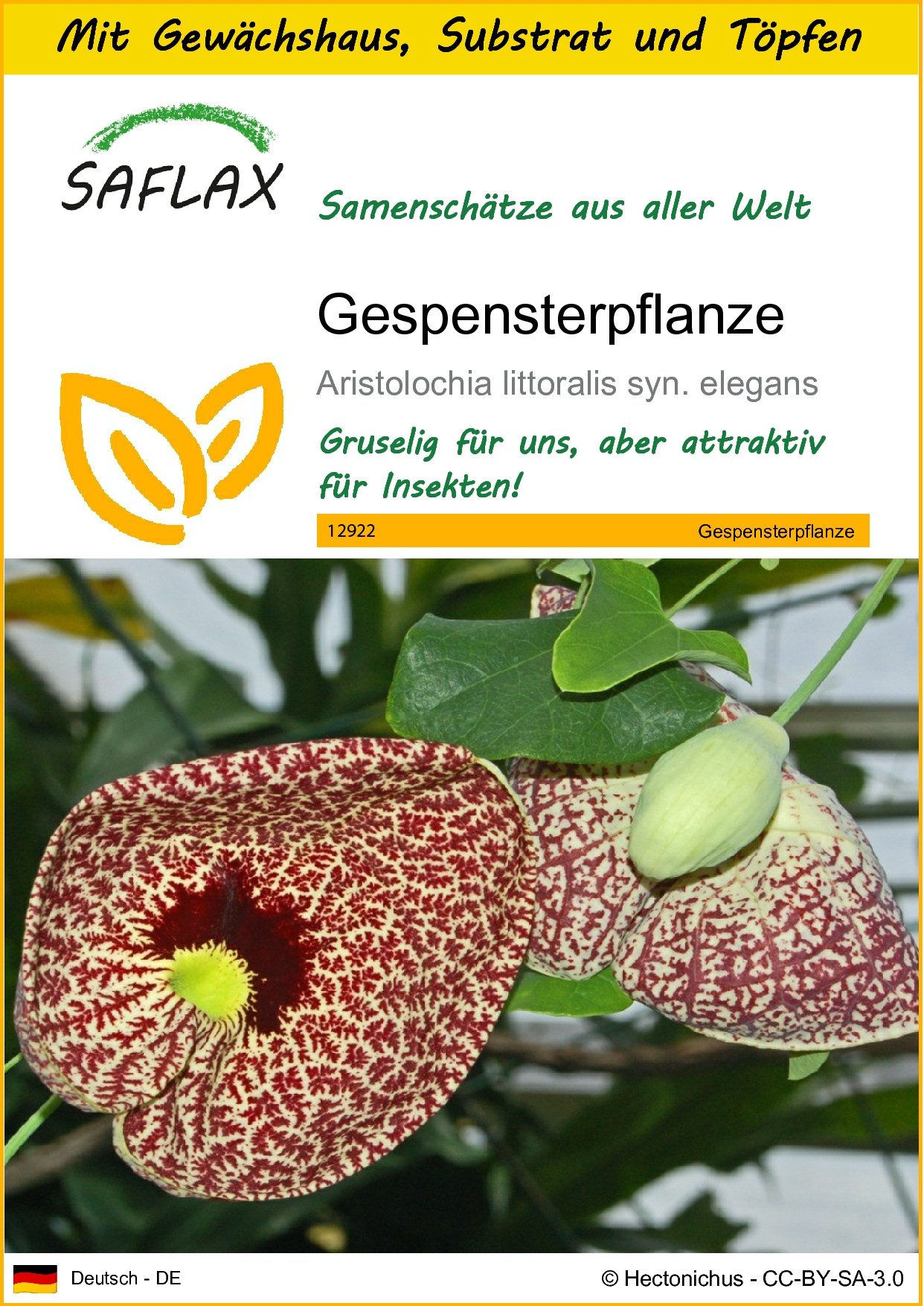Blumensamen SAFLAX - Anzuchtset - Gespensterpflanze