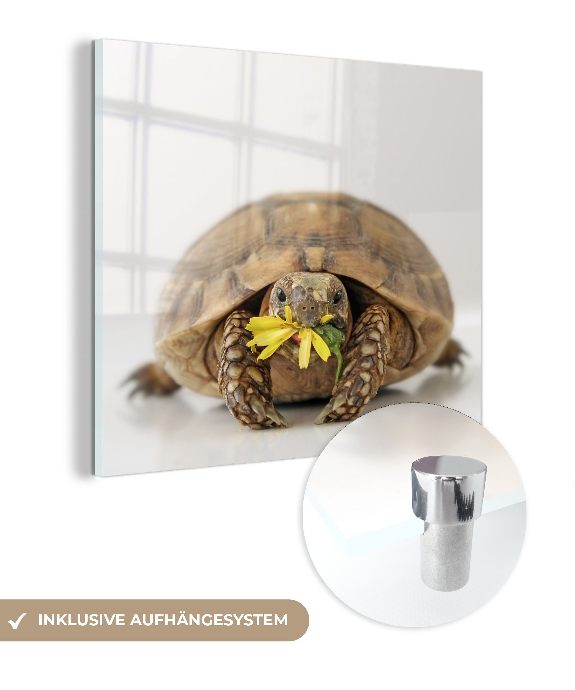 MuchoWow Acrylglasbild Schildkröte isst Blume vor einem hellen weißen Hintergrund, (1 St), Glasbilder - Bilder auf Glas Wandbild - Foto auf Glas - Wanddekoration