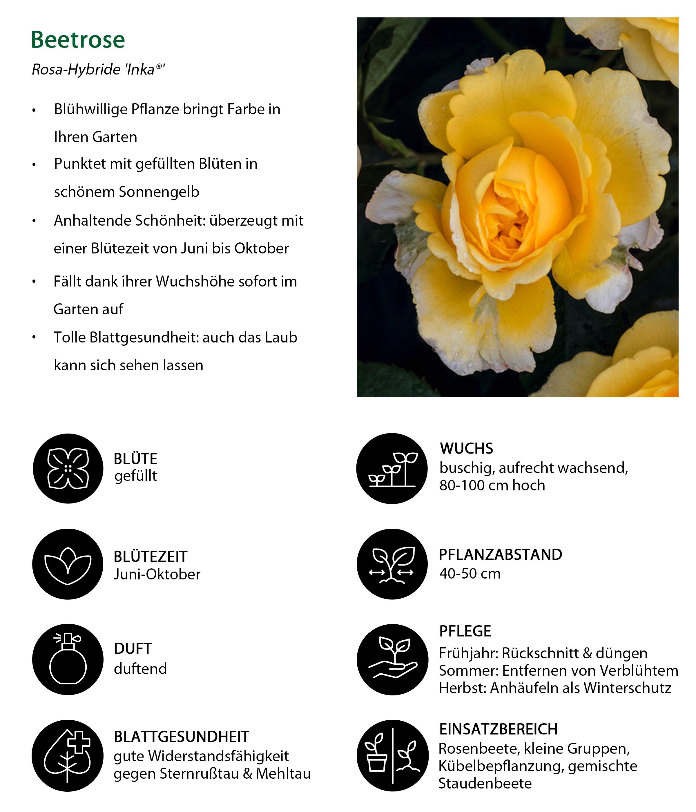 Dehner Rose Beetrose Inka®, 15-30 cm, gefüllt und duftend, malerisch gefüllte gelbe Blüten, Züchter Tantau