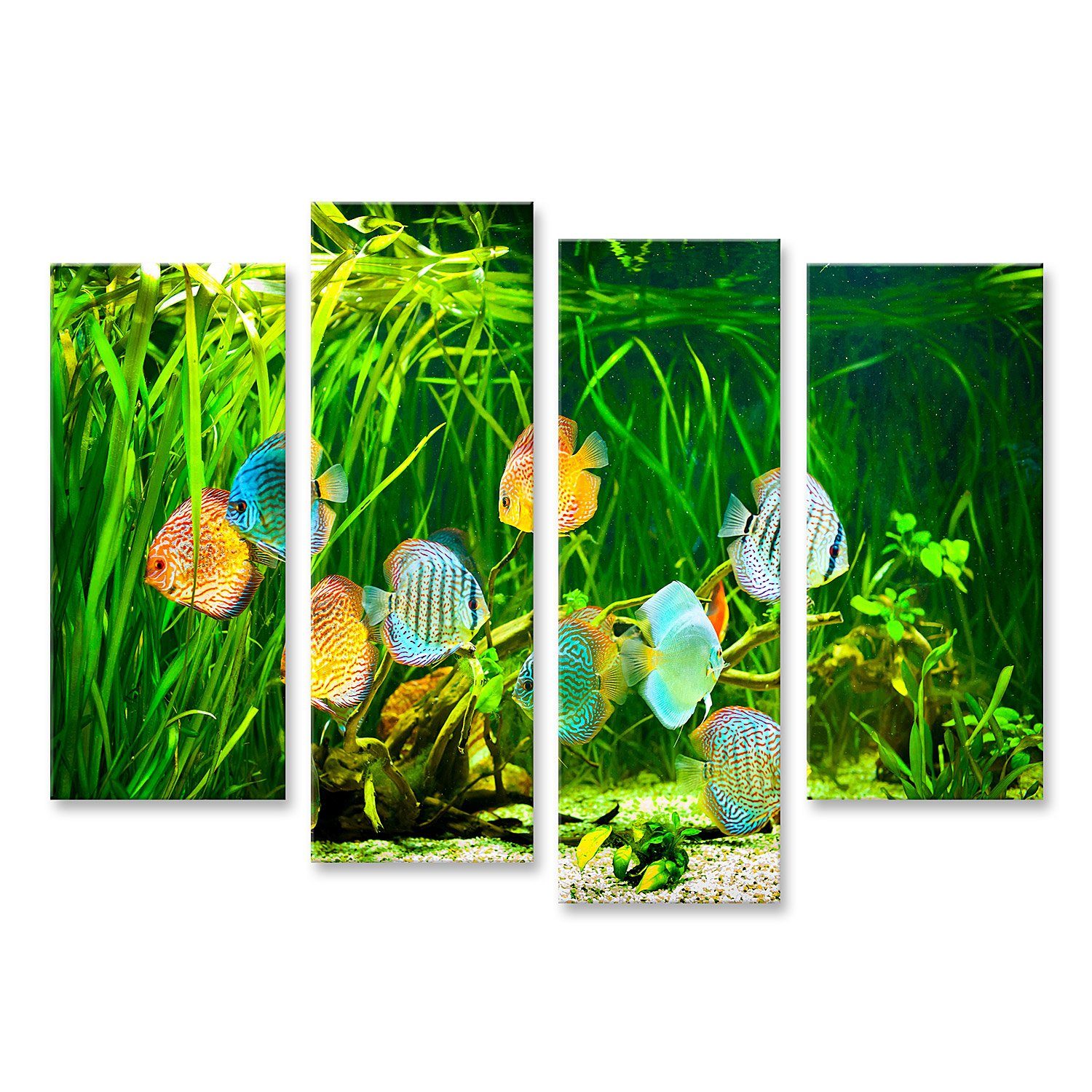 Leinwandbild Bild auf Leinwand Symphysodon Diskus in einem Aquarium auf einem grüne