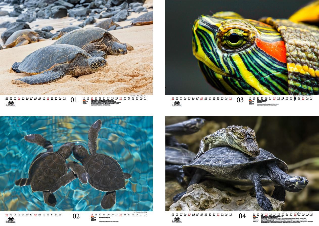 Thumbnail - Seelenzauber Wandkalender Wasserschildkrötenzauber DIN A3 Kalender für 2026 Wasserschildkröten