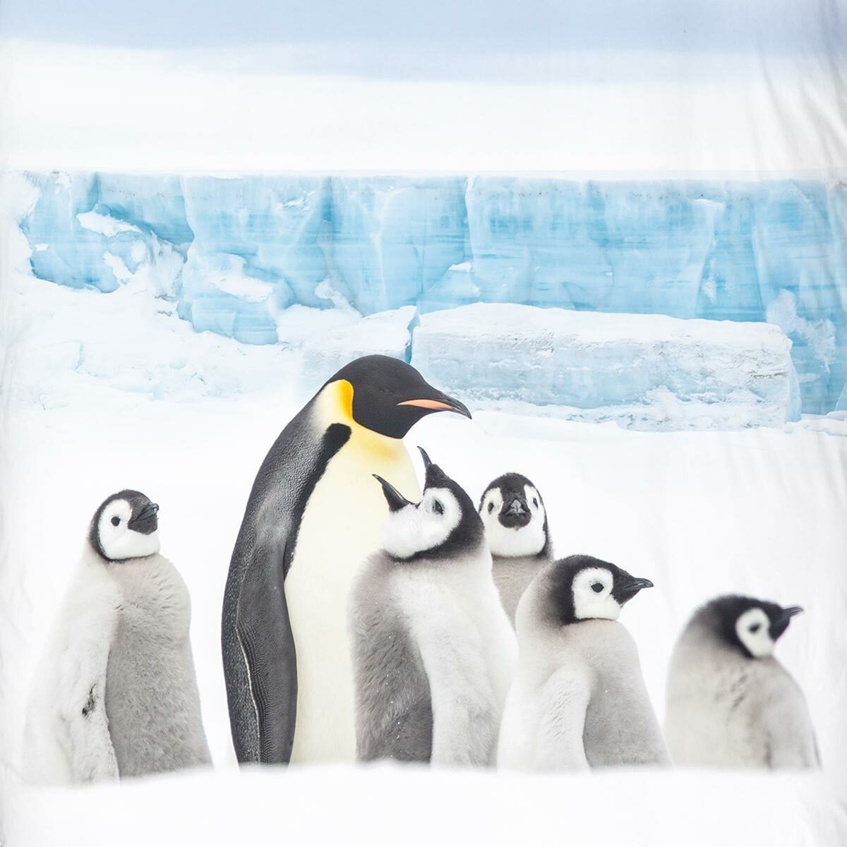 TRAUMSCHLAF Bettwäsche Pinguin, Flanell, 2 teilig, günstig online kaufen