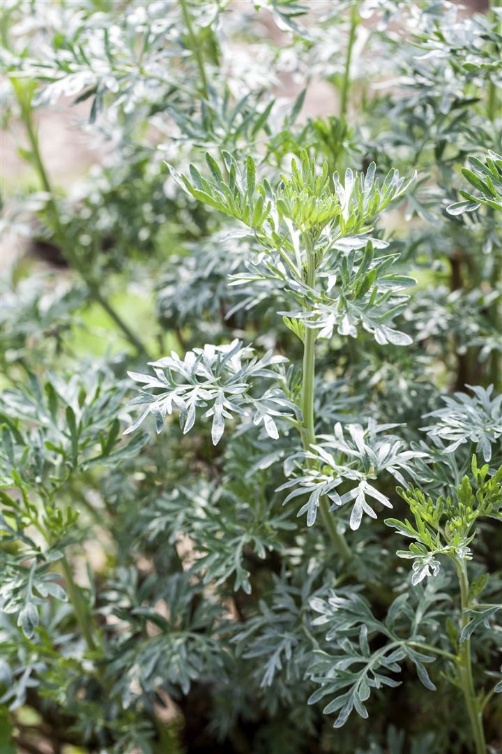 Pflanzen für Dich Staude Artemisia vulgaris, 1 St., Beifuß, Gemeiner Beifuß, Gewöhnlicher Beifuß