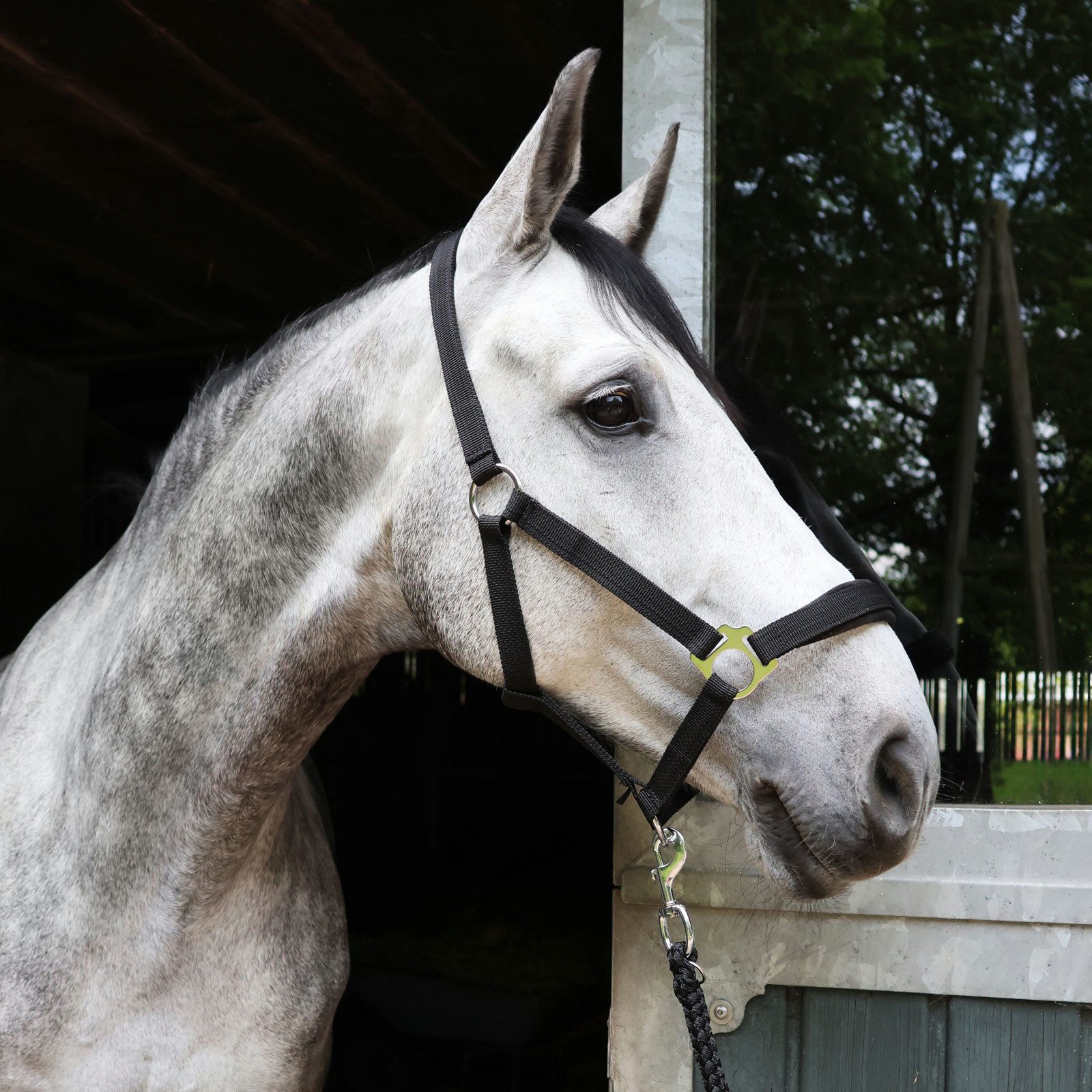 EQuest Halfter Halfter Regular Plus aus Polypropylen, schwarz, M / Vollblut / Cob, 100 % Polypropylen