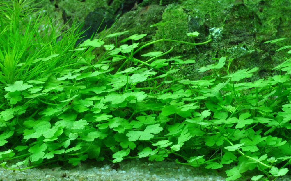 Aquaone Wasserpflanze Aquarium Pflanze Hydrocotyle tripartita Nr.339B