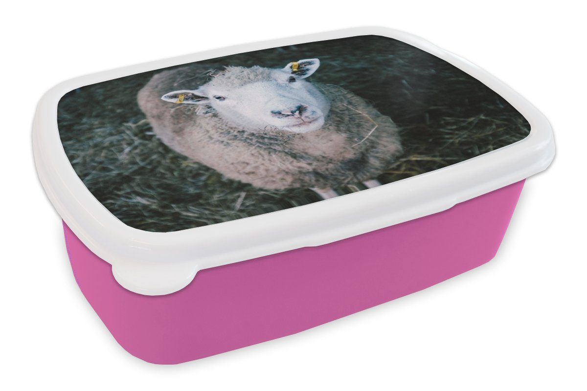 MuchoWow Lunchbox Schafe - Tiere für Brotdose - rosa Kunststoff, Brotbox (2-tlg), Erwachsene, Kunststoff Mädchen, Rinder, Snackbox, Kinder