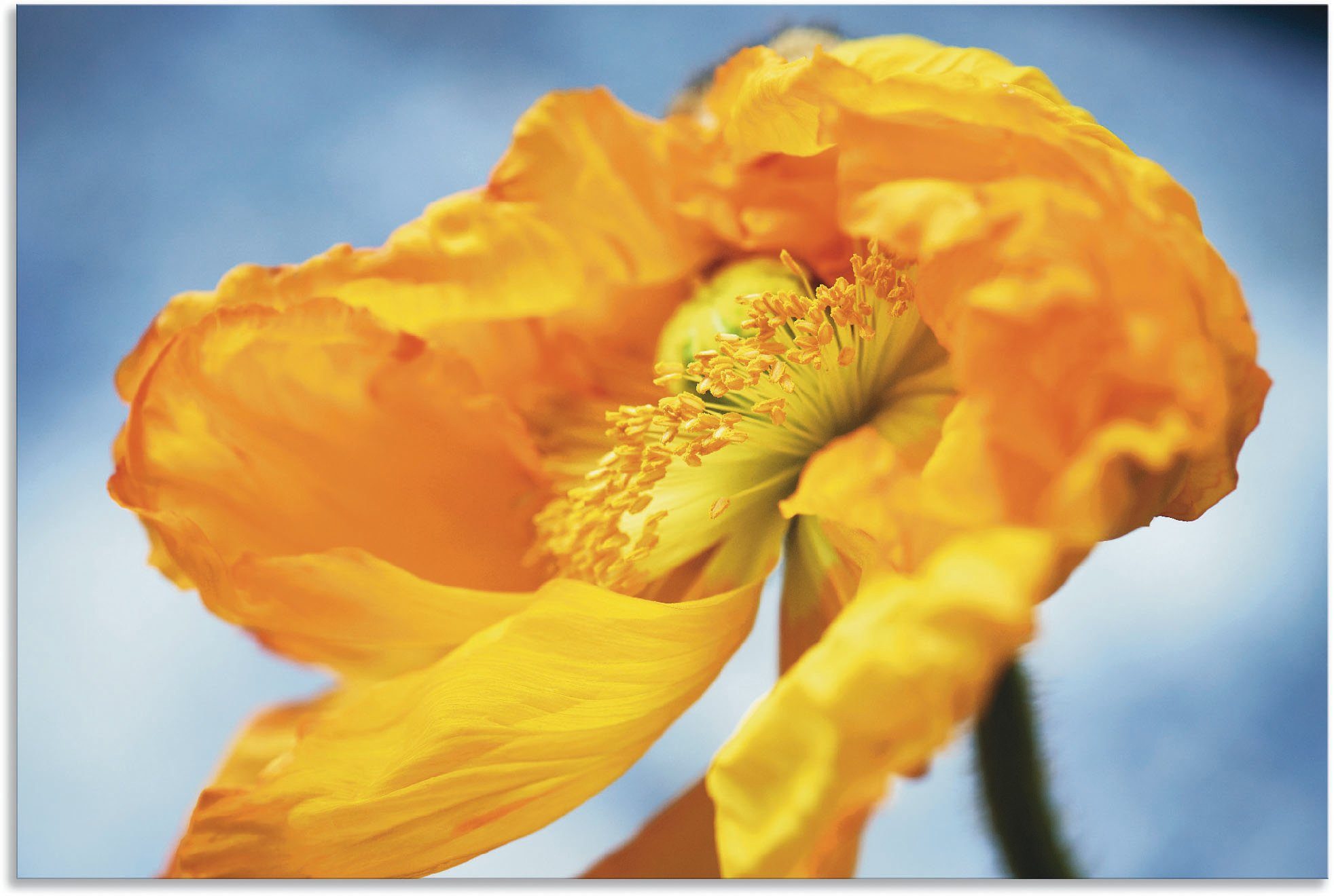 als Wandbild St), Blumenbilder Artland versch. Leinwandbild, (1 Wandaufkleber Poster Alubild, Gelbe Größen Mohnblüte, in oder