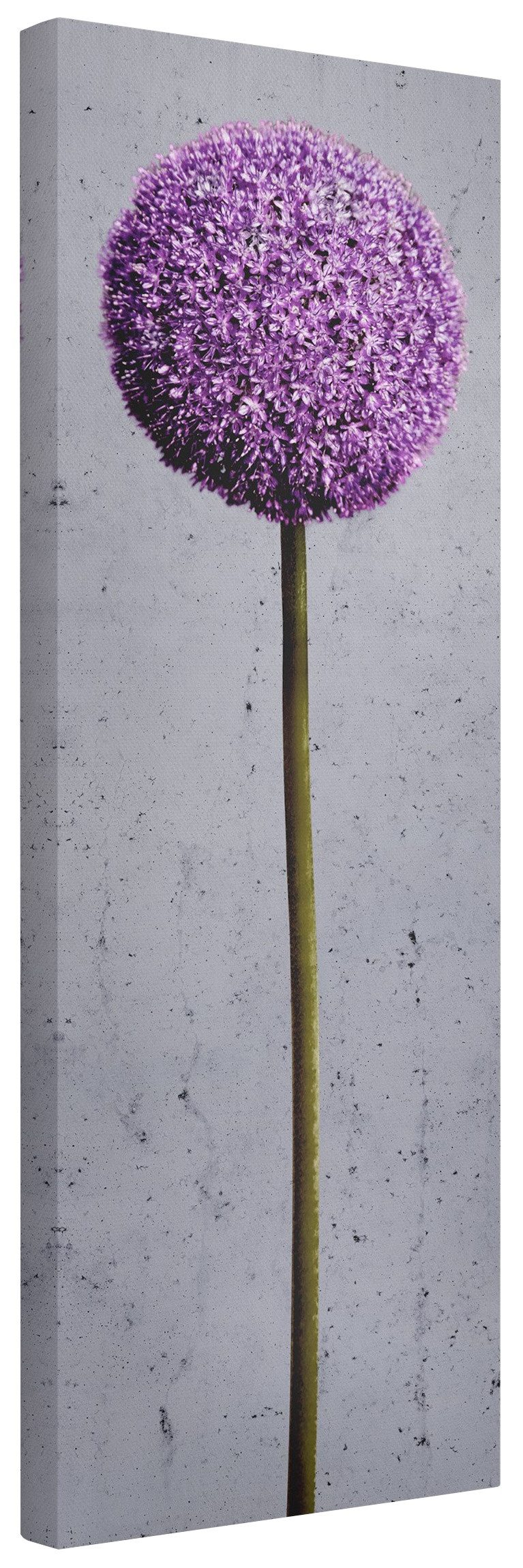 Bilderdepot24 Leinwandbild Blumen Modern Natur Allium Kugel-Blüten lila Bil günstig online kaufen