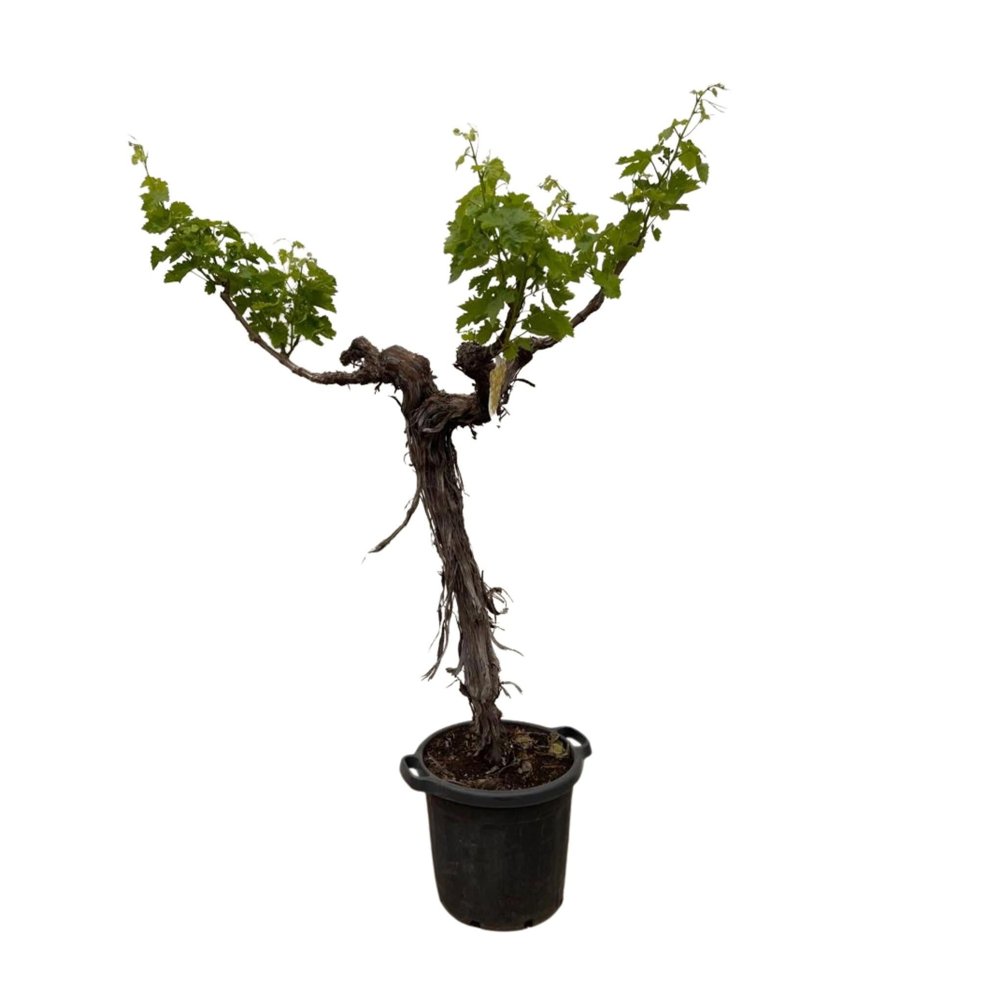 Florora Topfpflanze Traubenbaum - Weinrebe - Vitis Vinifera verzweigt - 220 cm