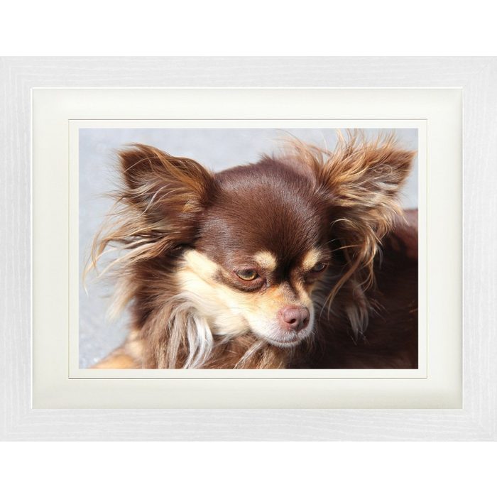 1art1 Bild mit Rahmen Hunde - Brauner Langhaar Chihuahua