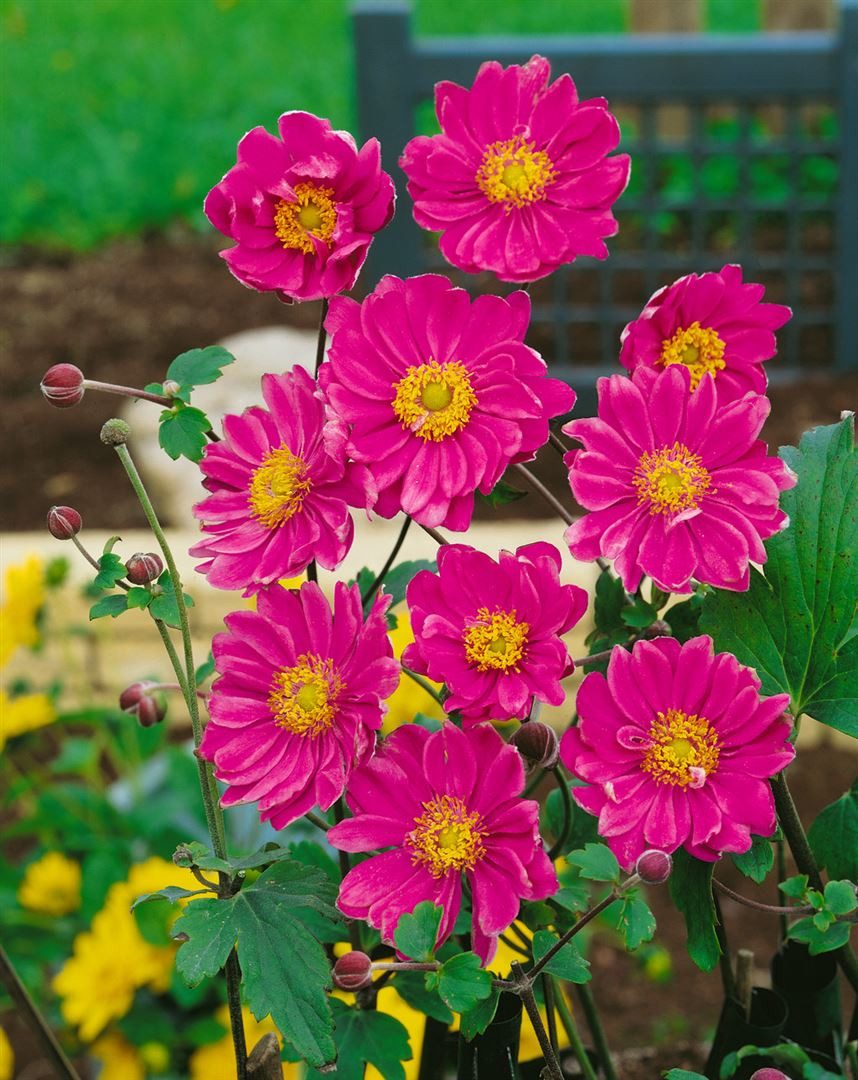 Pflanzen für Dich Staude Anemone japonica Pamina, 1 St., Japanische Herbstanemone, Herbstanemone