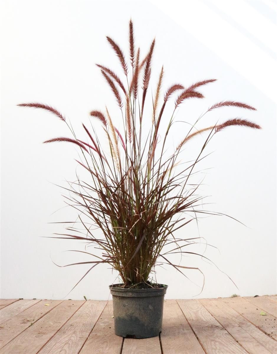 Pflanzen für Dich Травы Pennisetum setaceum Rubrum, 1 St., Rotes Lampenputzgras, purpurrot, ziergras