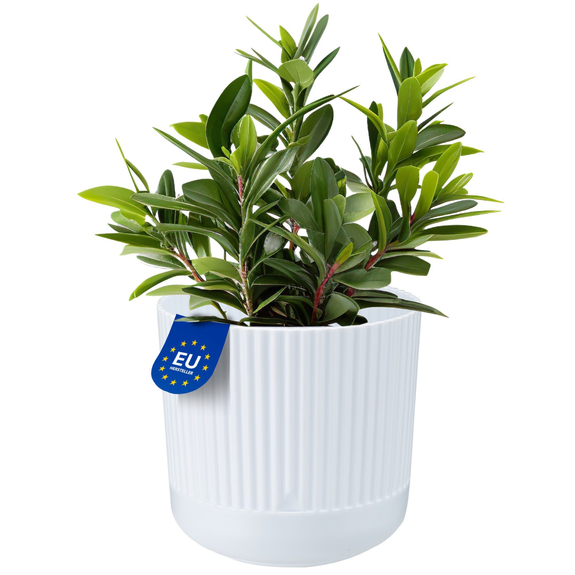 KONZEPT Blumentopf mit Untersetzer, 16 cm günstig online kaufen