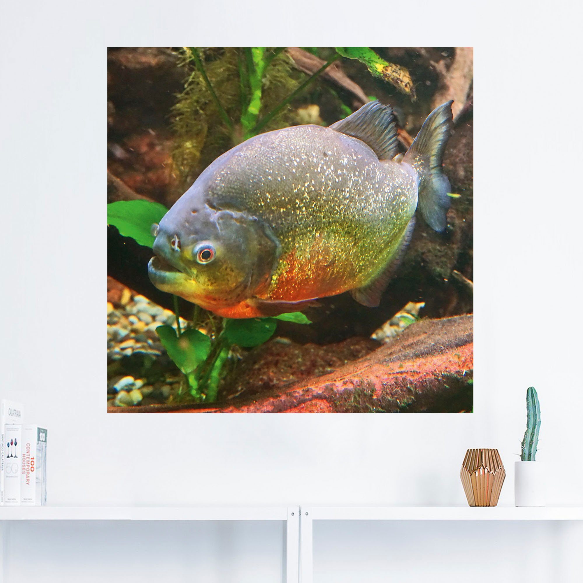 in Größen versch. oder (1 Piranha, Alubild, Wandbild St), Wassertiere als Wandaufkleber Artland Poster Leinwandbild,