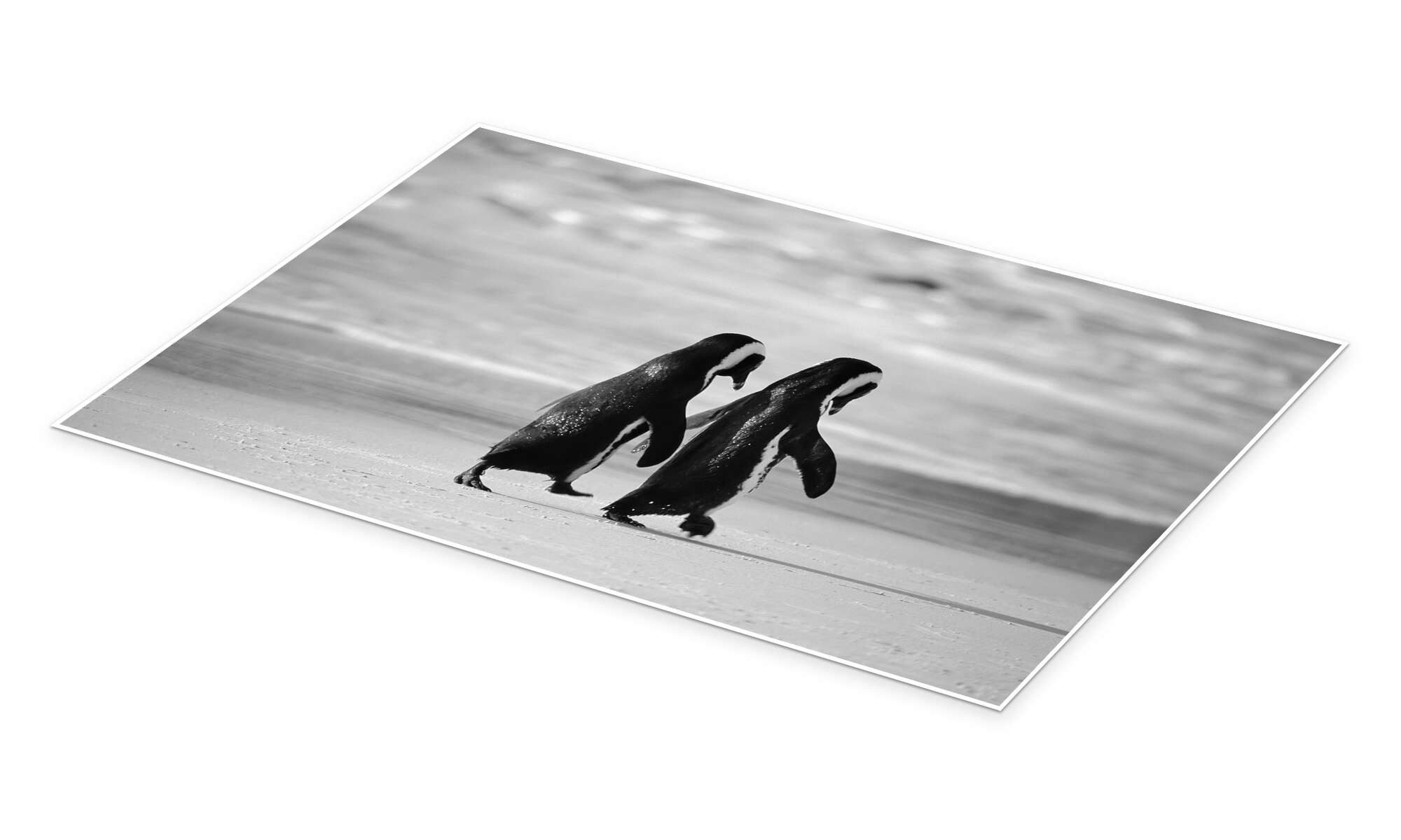 Posterlounge Wandbild Pinguine gehen Hand in Hand, Stuart Westmorland, erhältlich als Poster, Leinwandbild, Wandsticker oder Acrylglasbild