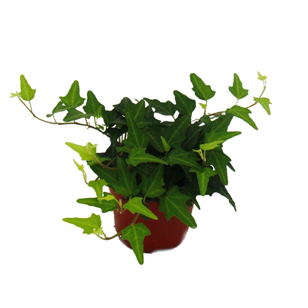 Exotenherz Zimmerpflanze Hedera - 9cm Topf - Zimmerpflanze