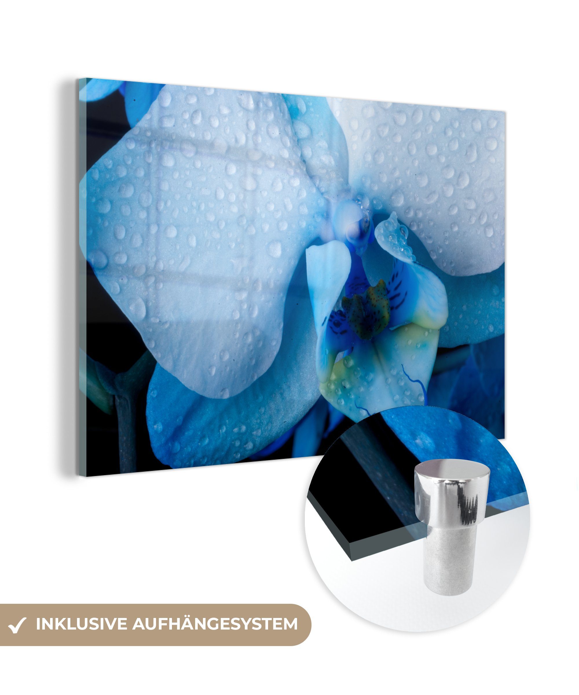 MuchoWow Acrylglasbild Nahaufnahme einer blauen Orchidee mit hellen Blättern, (1 St), Acrylglasbilder Wohnzimmer & Schlafzimmer