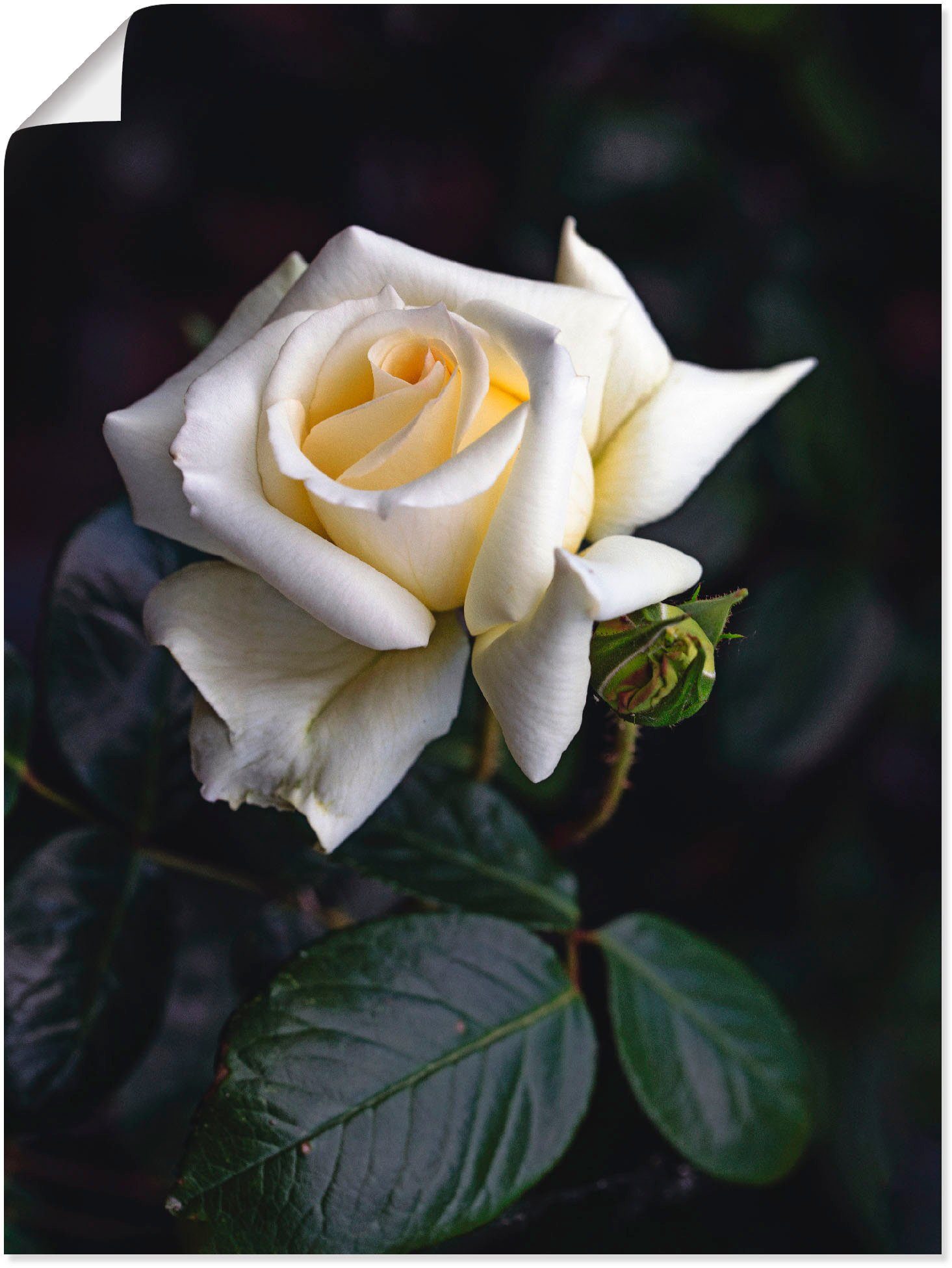 Artland Wandbild Weiß-gelbe Rose, Blumen (1 St), als Alubild, Leinwandbild, Wandaufkleber oder Poster in versch. Größen