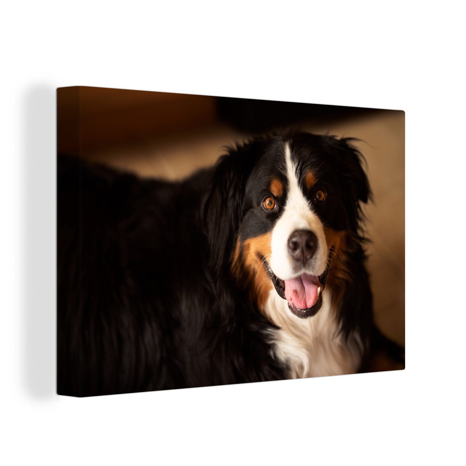 OneMillionCanvasses® Leinwandbild Berner Sennenhund schaut in die Kamera, (1 St), Wandbild Leinwandbilder, Aufhängefertig, Wanddeko, 30x20 cm
