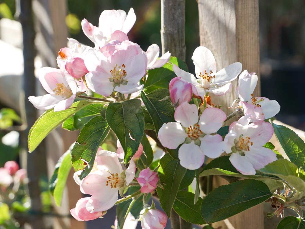 Garten von Ehren Apfelbaum Malus Goldparmäne Containerware 120-160 cm hoch