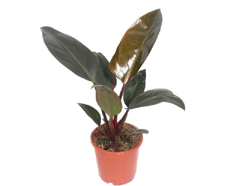 meinvipshop Zimmerpflanze Philodendron Congo Red 30cm Zimmerpflanze