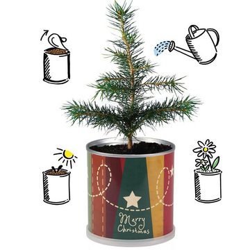 MacFlowers® Anzuchttopf Weihnachtsbaum in der Dose Geschenk zu Weihnachten 2er Set Nostalgisch (2 St)
