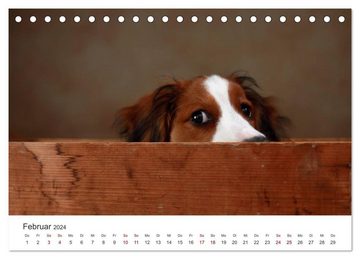 CALVENDO Wandkalender Welpenblicke (Tischkalender 2024 DIN A5 quer), CALVENDO Monatskalender