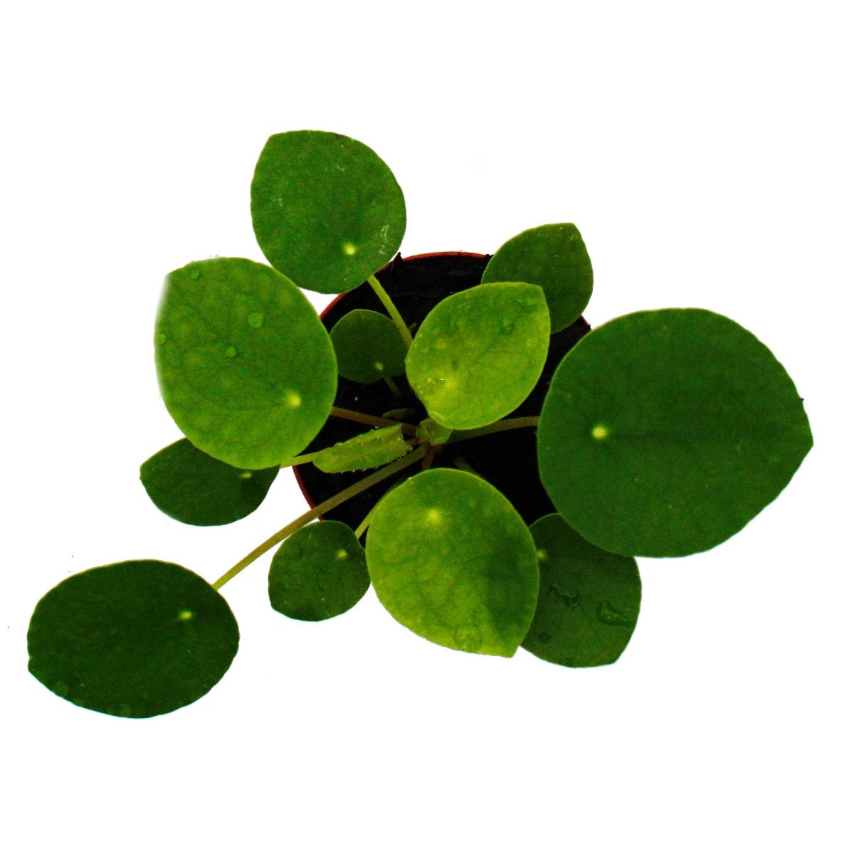 Exotenherz Zimmerpflanze Pilea peperomioides Glückstaler Chinesischer Geldb günstig online kaufen