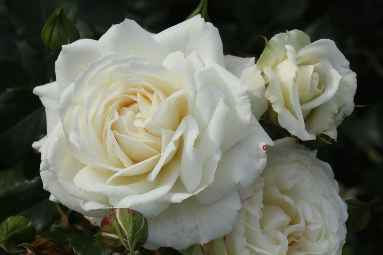 Pflanzen für Dich Rose Rosa Alaska