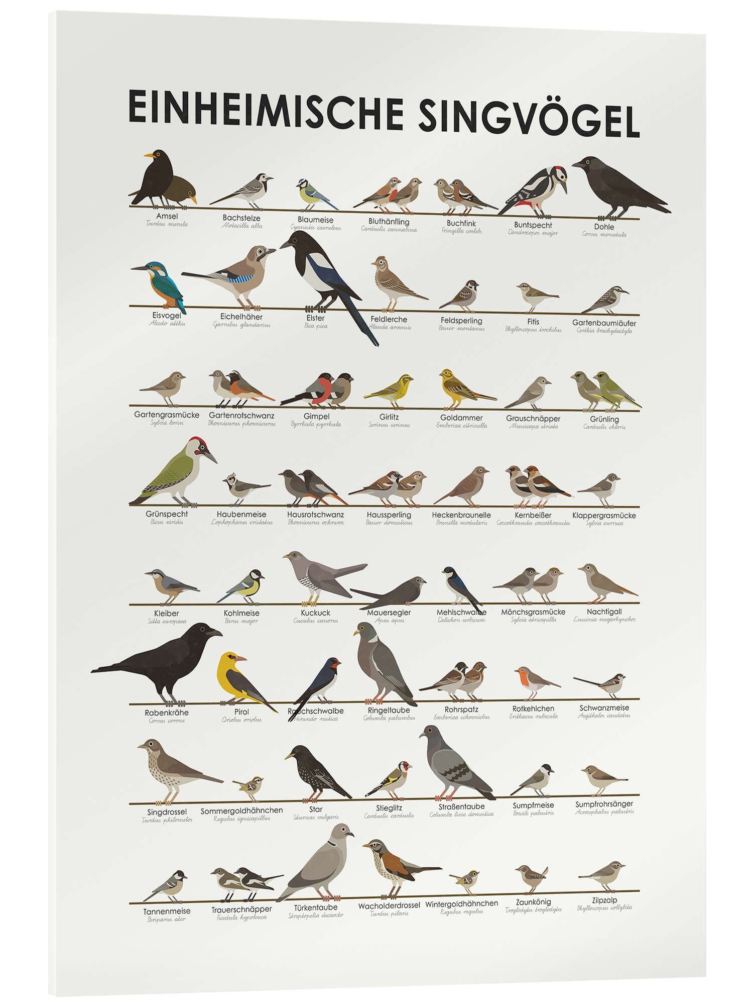Posterlounge Acrylglasbild Iris Luckhaus, Einheimische Singvögel, Kinderzimmer Illustration