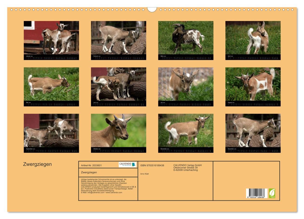 Thumbnail - CALVENDO Wandkalender Zwergziegen (Wandkalender 2026 DIN A2 quer), CALVENDO Monatskalender